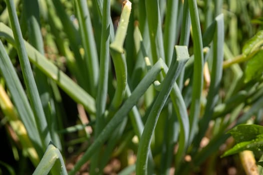 Bunch of green onions in a garden