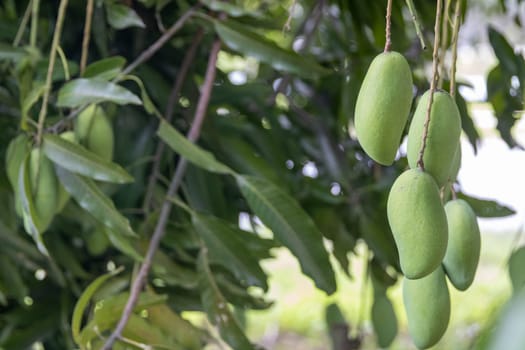 Bunch of hanging mangos from a mango tree