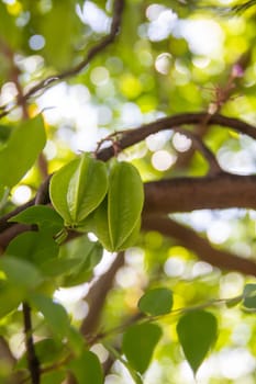 Starfruit in a tree being grown naturally