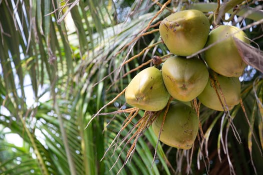Coconuts in a tree ready to be picked