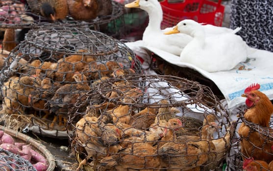 Caged Chicken Hens waiting to be sold for food