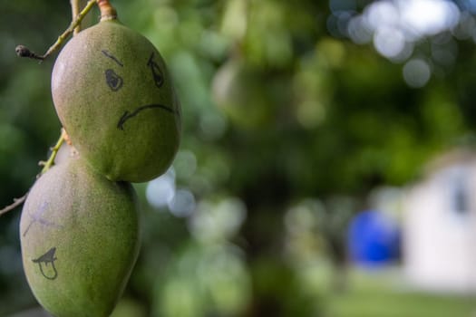 Angry young mango from a tree