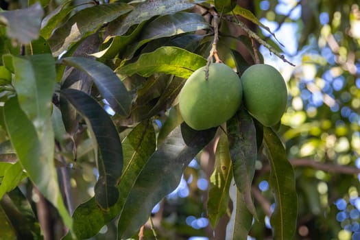 Duet of young mangos hanging from a tree
