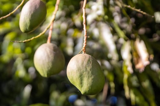 Trio of young mangos hanging from a tree