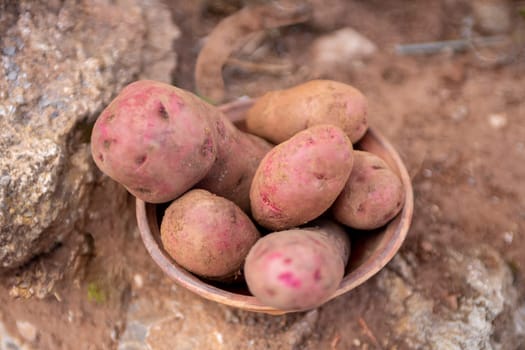 Gathered Farmed Red Potatoes in a bowl