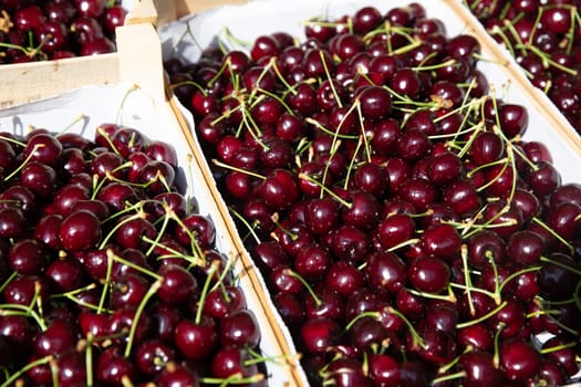 Crate of Fresh Organic Black Cherries
