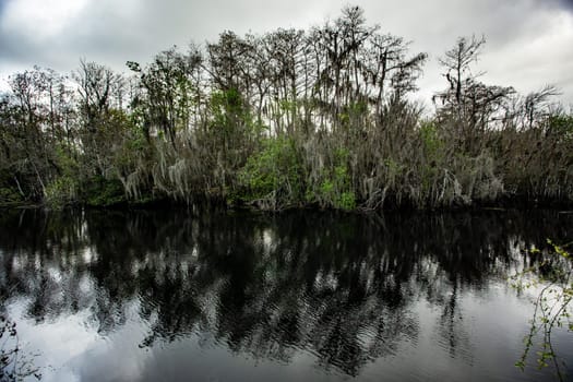 Cypress trees with a dramatic look and mirrored relection