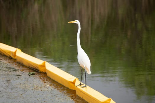Egret standing on Oil Barrier where it's polluted