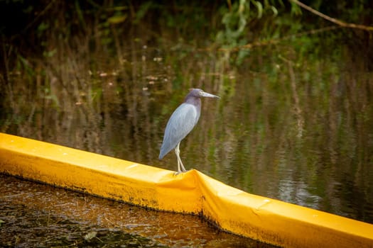 Blue Haron on an Oil Barrier where it's polluted