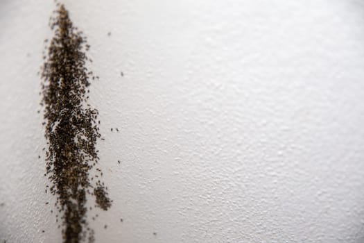 Ant infestation on a wall with copy space