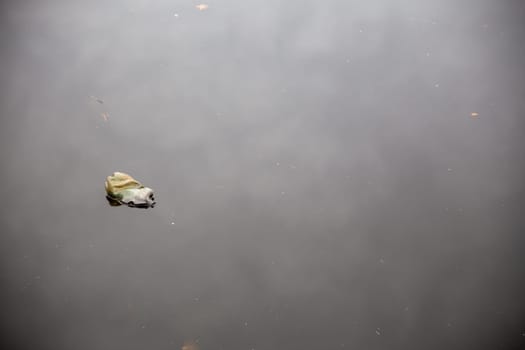 Single Bottle Floating polutiting the water