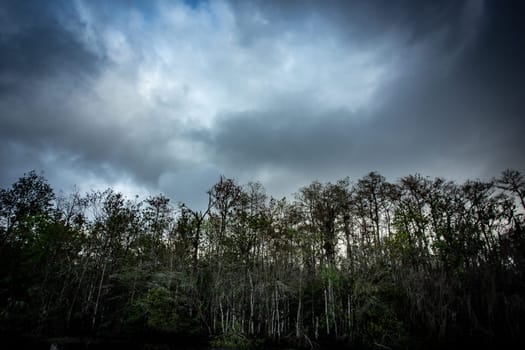 Looking up over the Cypress trees in to the sky