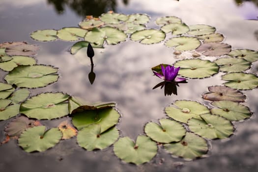 Purple Lotus with Lily Pads in a pond