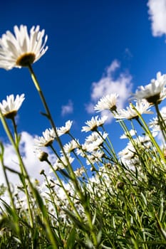 Daisies looking up to the bright blue sky