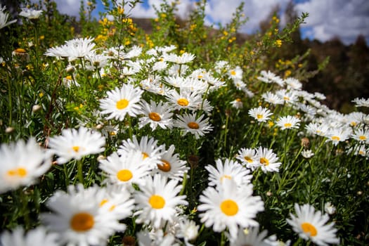 Garden on Wild Daisies in nature