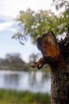 Lightning strucked tree with room for text