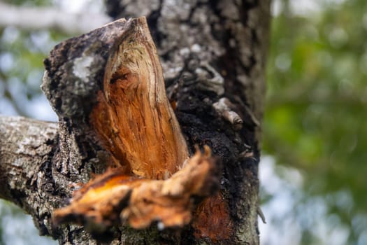 Lightning strucked tree after the branch fell off