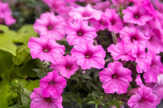 Bouquet Brilliant Pink Flowers in a garden