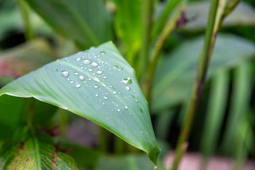 Morning dew on a leaf with copy space