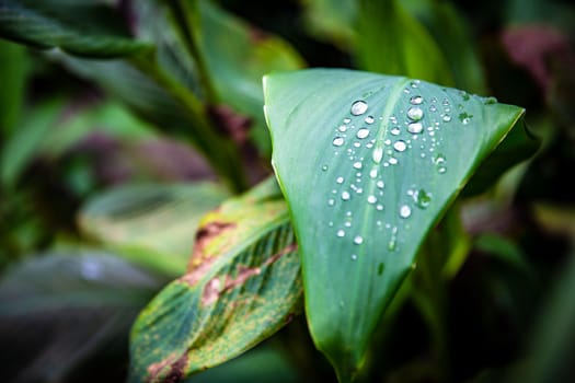 Morning dew on a leaf with copy space