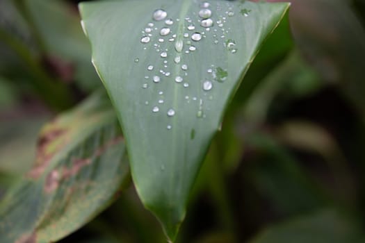 Morning droplets on a leaf in a garden