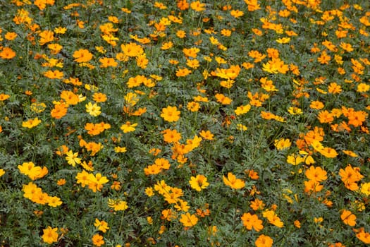 Marigold flower patch blooming in nature