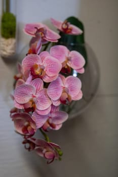 Pink Phalaenopsis Orchid in a water wall vase