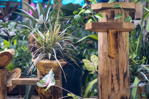 Display of Succulents at a market