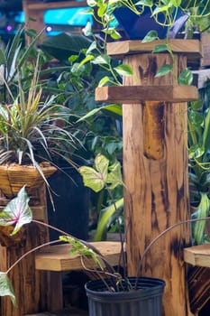 Display of Succulents at a floral shop