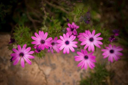 Pink Peruvian Flowers takened close up for a photo