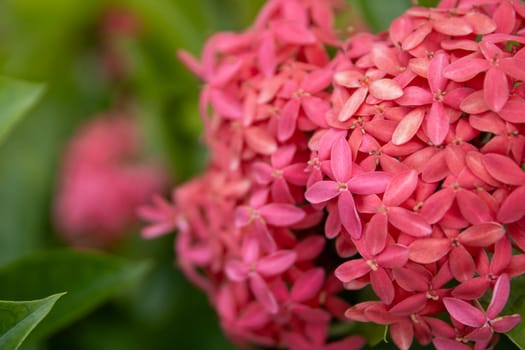 Jungle Geranium aka Ixora flowers in a garden