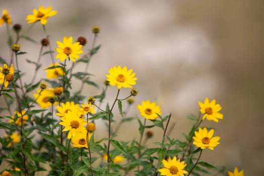 Peruvian Woodland Sunflower grown in the wild