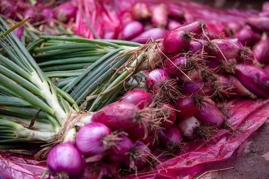 Springs onion also known as bunching onion