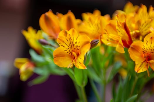 Peruvian Lily of the Incas Bloomed