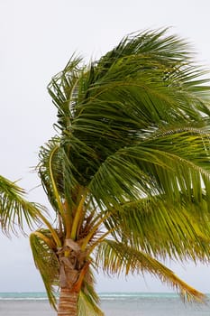 Single Palm Tree on a overcast windy day