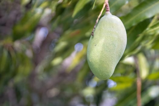 Single hanging mango that is not riped