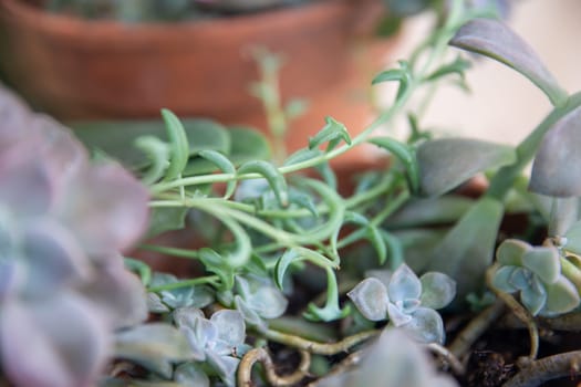 Close Up of a String of Dolphin Succulent