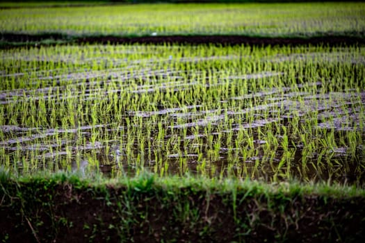 Asian Rice Field farmed commercially by a village