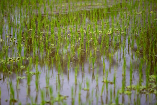 Close up on Rice Sprouts by village farmers