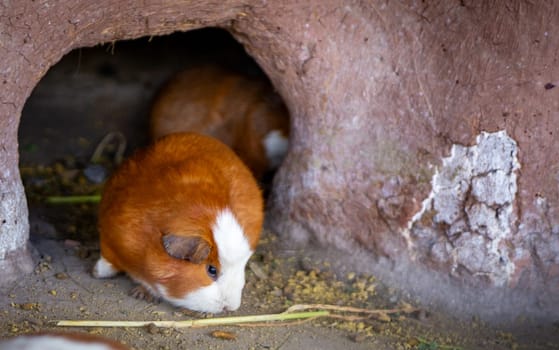 Peruvian Cuy or Guinea Pig fattening up