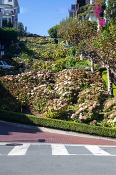 Upward shot of Lombard St in San Francisco
