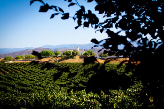 Estate in Temecula with a vinyard