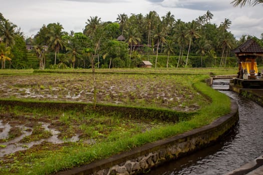 Rice patty and water stream showing steady flow
