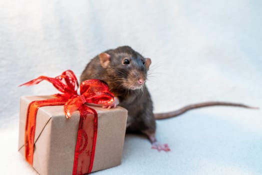 Black rat gift. Funny black rat Dumbo sits on a white carpet with a gift box with a red ribbon. Symbol of the Chinese New Year