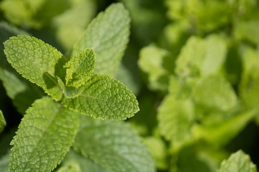 Close up of a mint bush grown in a garden