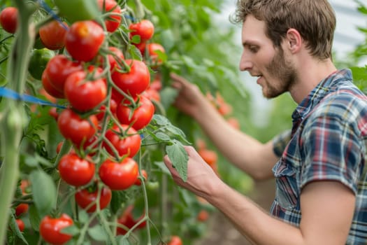 Young Farmer Inspecting Tomato Plants in Greenhouse. A Portrait of Sustainable Agriculture and Local Produce