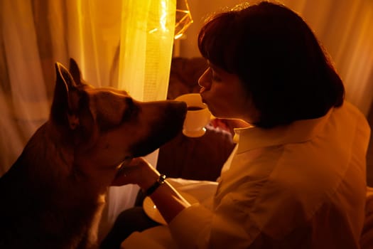 An adult brunette girl or a mature middle-aged woman drinks tea and a shepherd dog begs for cookies