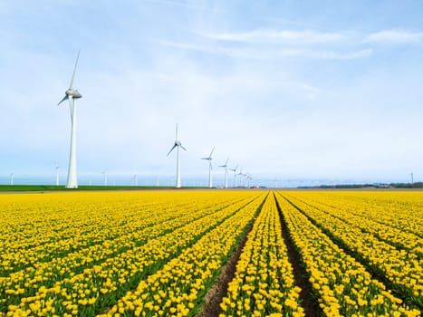 windmill park with tulip flowers in Sprin, windmill turbines in the Netherlands Europe. windmill turbines in the Noordoostpolder Flevoland