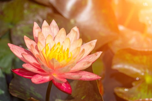 Pink lotus water lily flower in pond, waterlily with green leaves blooming.