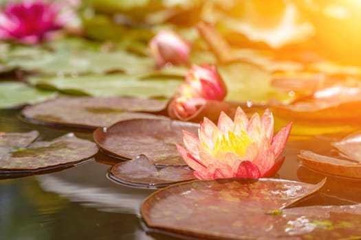 Pink lotus water lily flower in pond, waterlily with green leaves blooming.